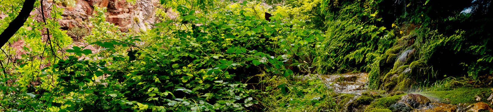 Lush green vegetation encompasses a dimly lit trail near the Mogollon Rim at Tonto Natural Bridge State Park