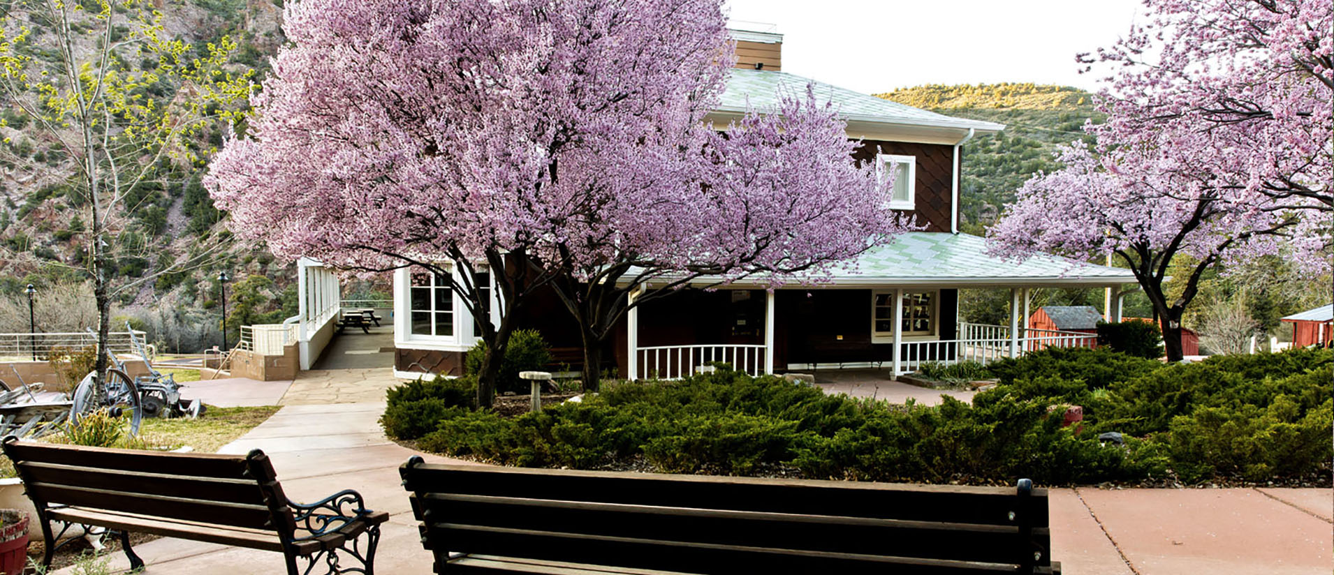 The plum trees in light purple bloom around the historic Goodfellow Lodge at Tonto Natural Bridge