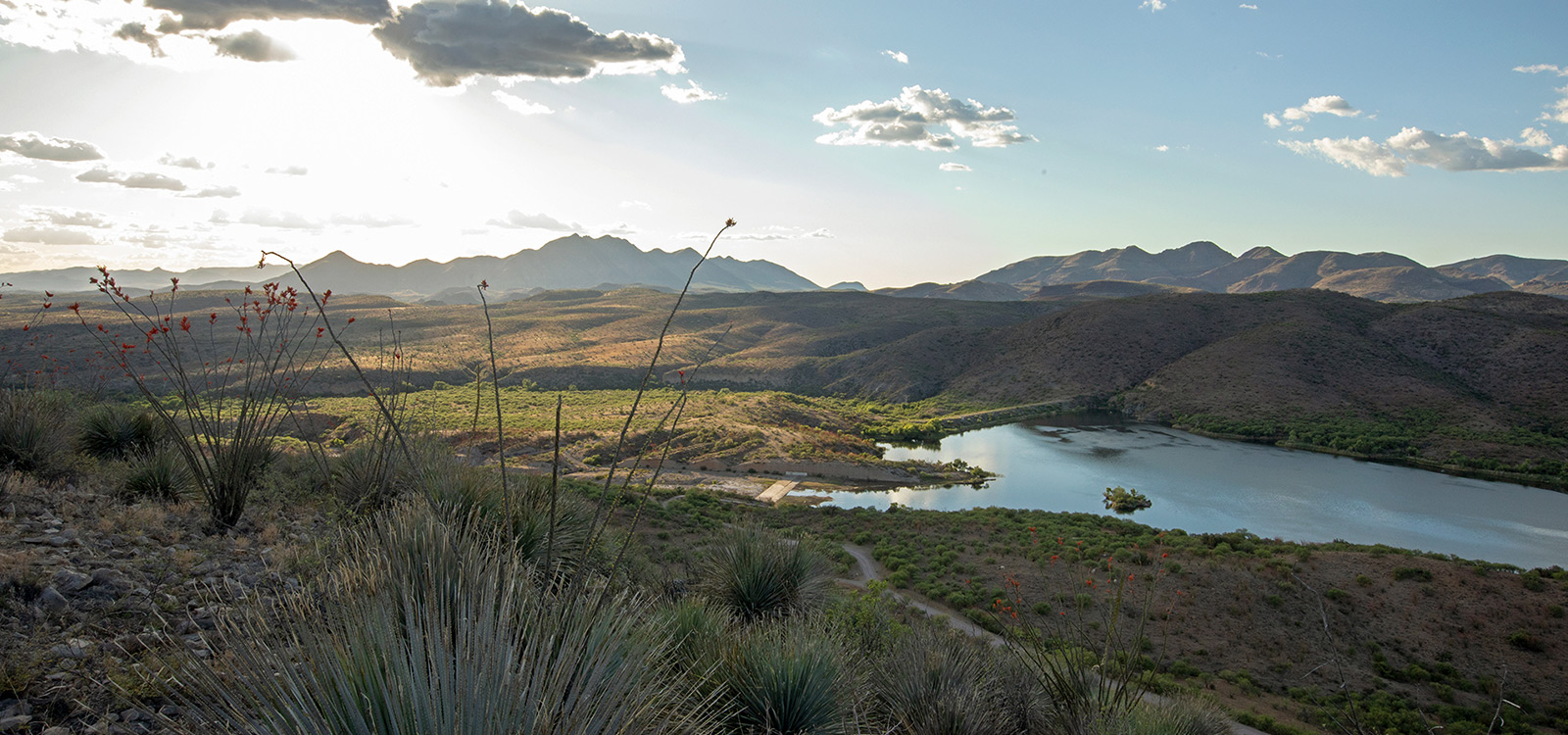 A view of Sonoita Creek, with blooming ocotillo in the foreground