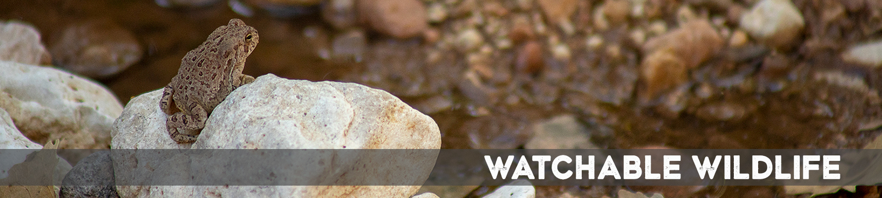 A red-spotted toad sitting on a white rock on the edge of the Verde River.