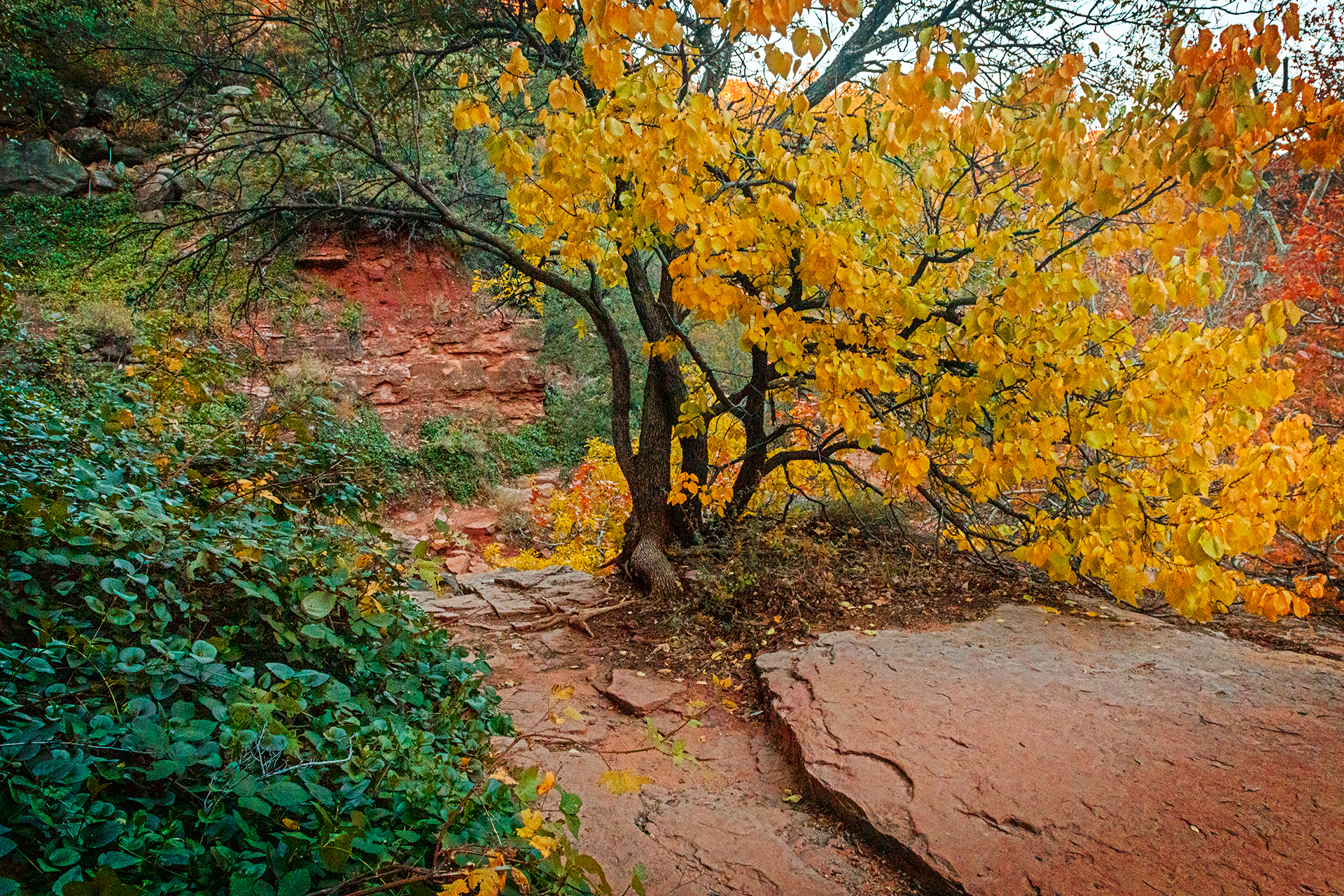 red rocks-tree with yellow leaves-bush with green leaves
