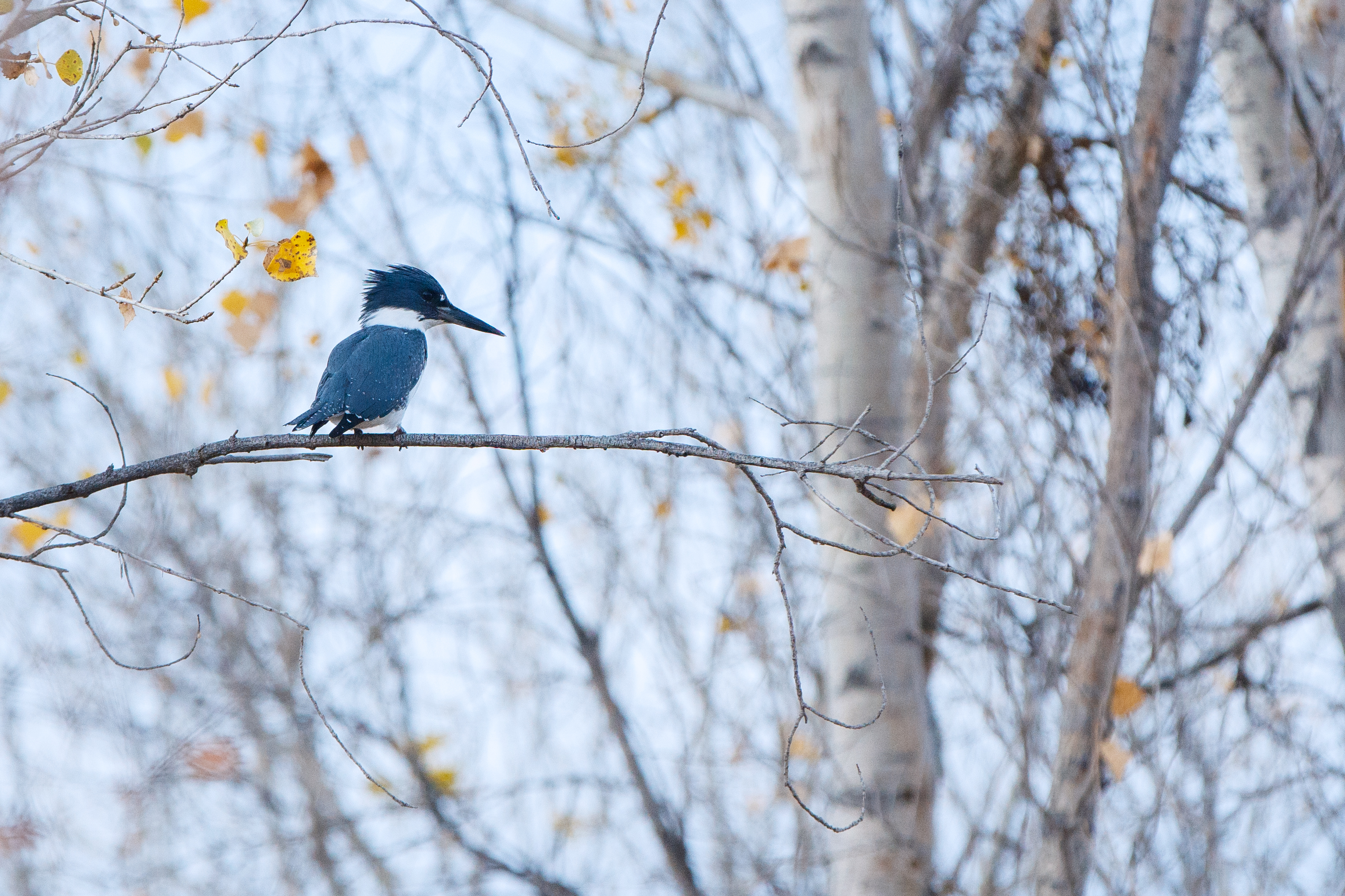 A kingfisher bird perches on a branch with white dormant trees in the background.