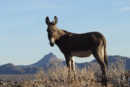 A brown burro stands on a hill above Alamo Lake. Mountainous terrain and Artillery Peak stand in the distance.
