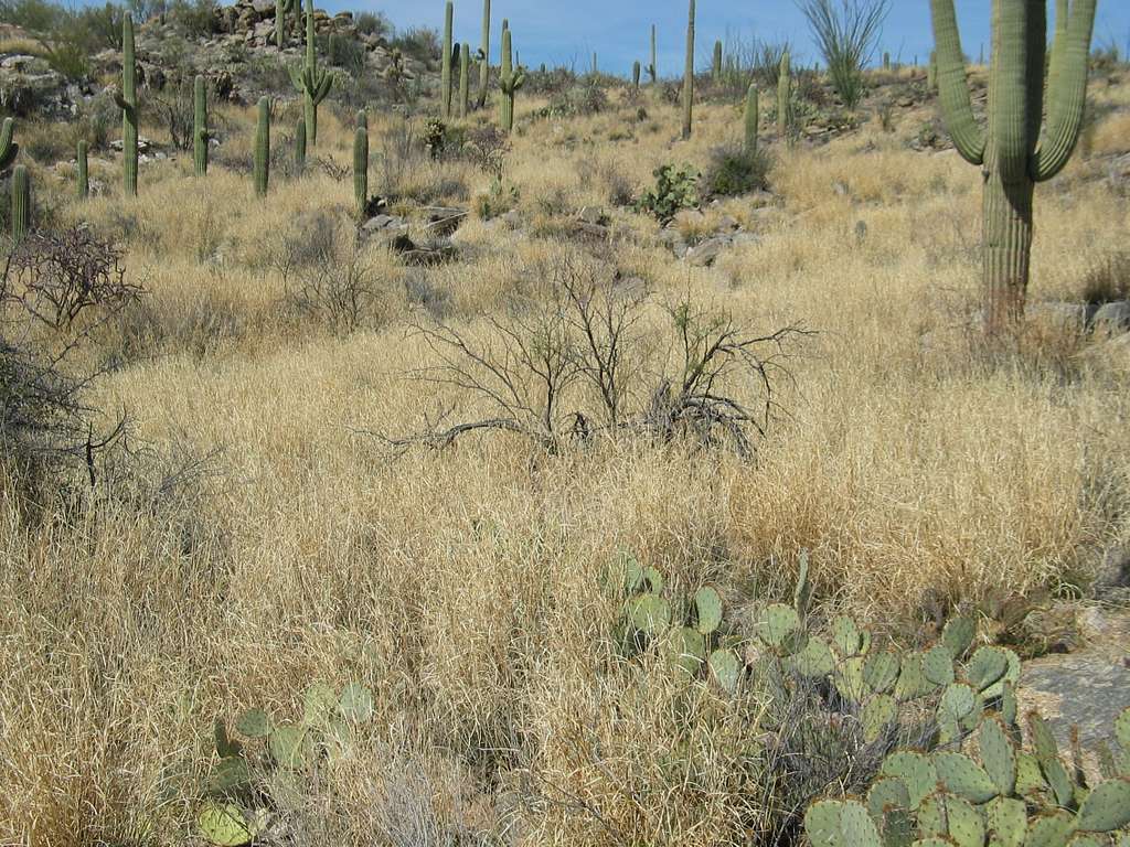Saguaro cactuses on a hill surrounded by brown grassy vegetation.