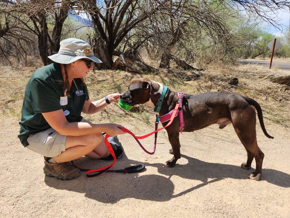 A ranger provides water to a shelter dog at Catalina State Park