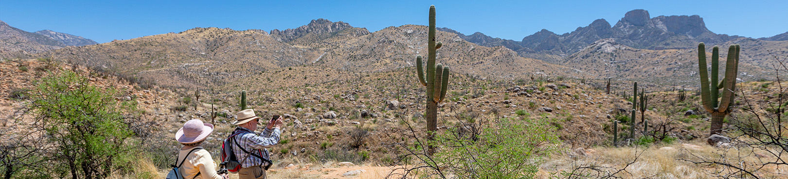 2 people hiking in the desert with saguaros
