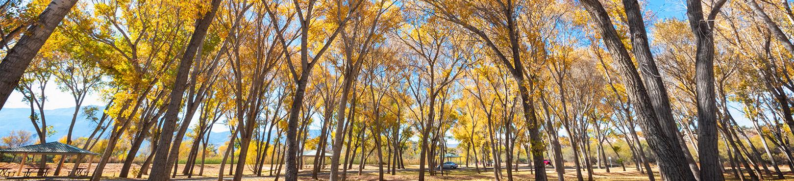 Looking up through the golden canopy of cottonwood and sycamore trees on a bluebird autumn morning.