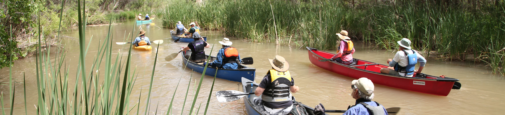 A group of kayakers navigates a muddy Verde River section lined with tall green cattails and other green aquatic vegetation.