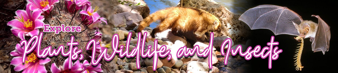 Three image collage. Arizona State Parks Plants, WIldlife, and Insects