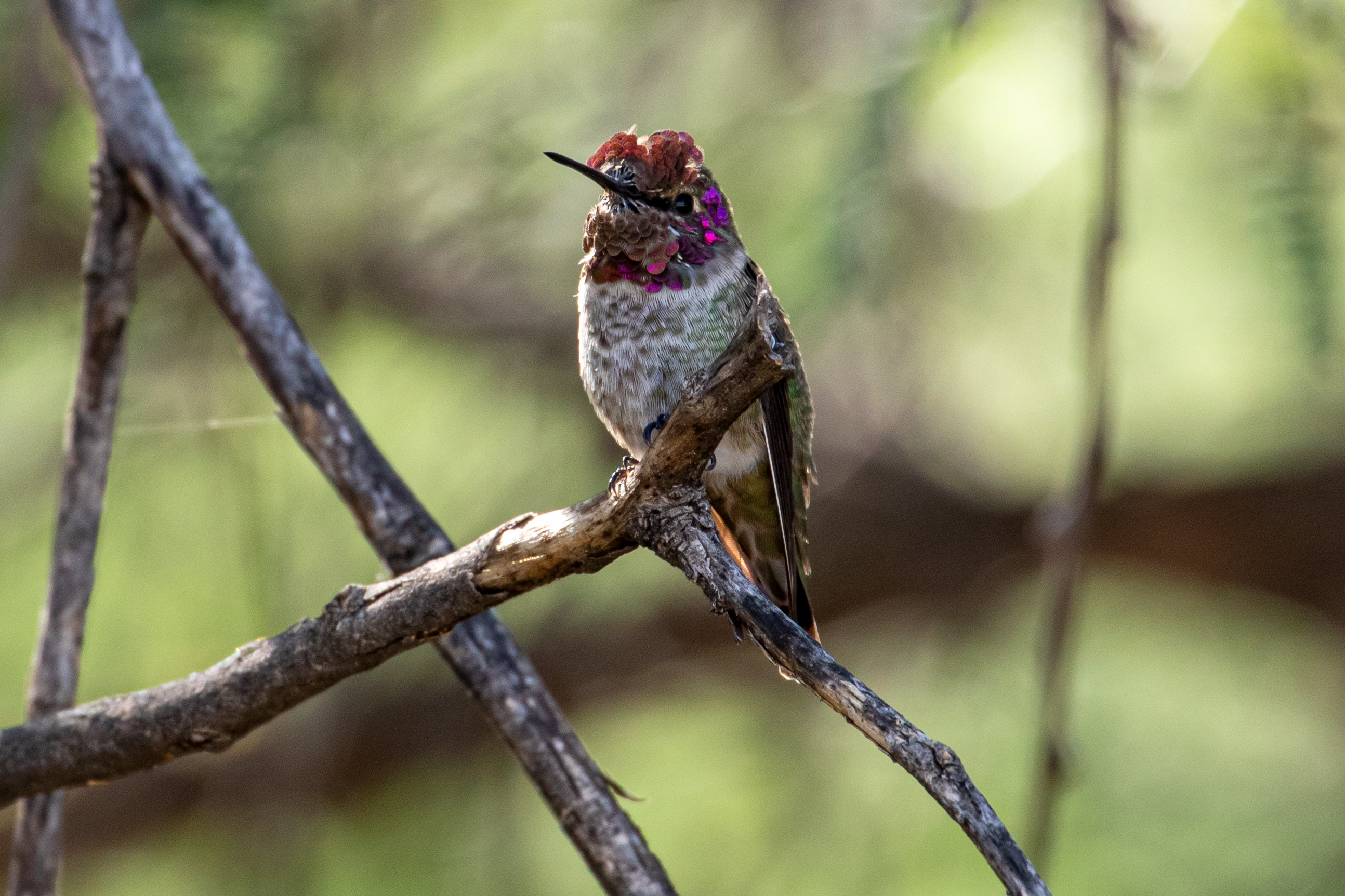 A hummingbird in a tree