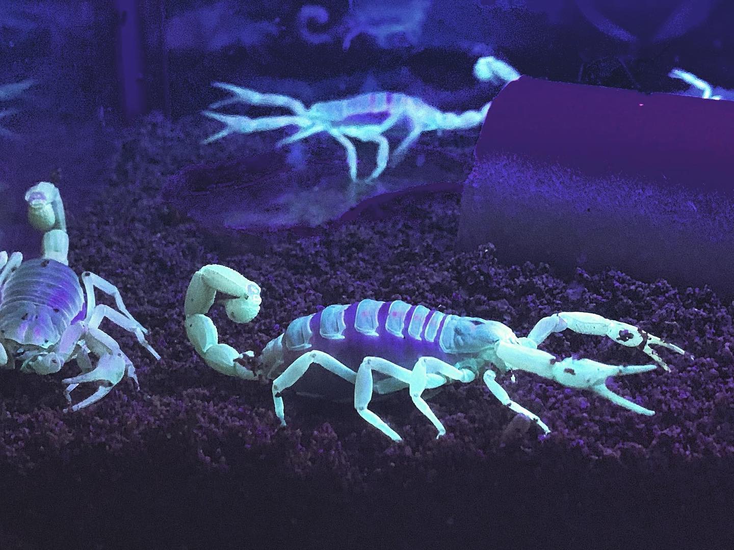 Scorpions fluorescing under black light.