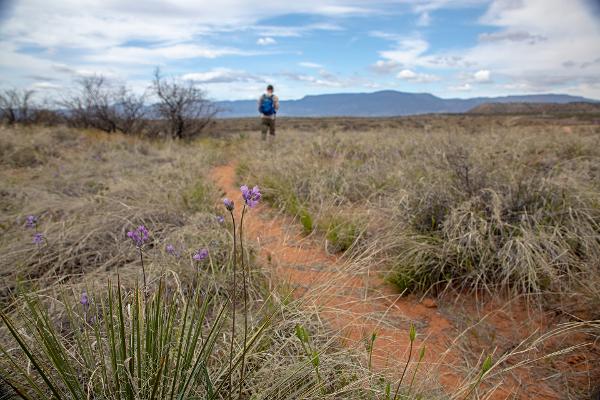 A man hikes away from the camera on the Lime Kiln Trail