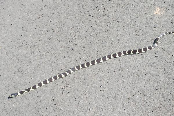 California Kingsnake 