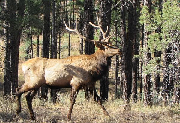 White Mountains Arizona Bull Elk walking amid a pine forest