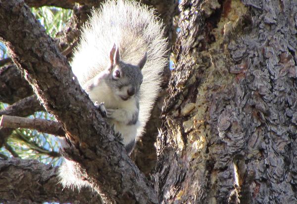 White Mountains Arizona Abert's squirrel peering down from a pine tree