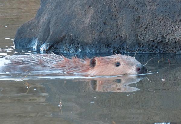 White Mountains Arizona beaver swimming in Fool Hollow Lake