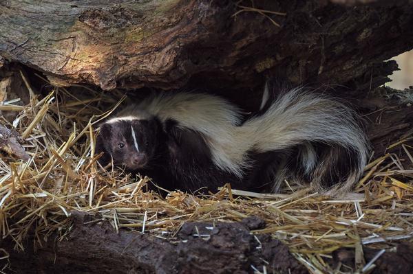 Arizona Wildlife Striped skunk hiding in desert den