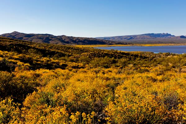 Alamo Lake State Park wildflowers surrounding the lake.
