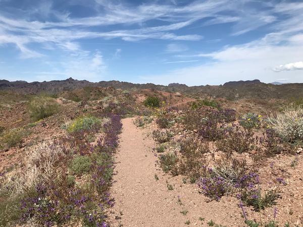 The sandy pathway lined with scorpion weed on Copper MInes Trail.