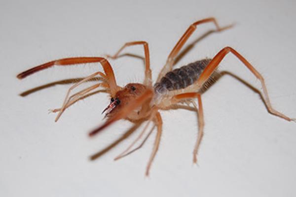 Catalina State Park Camel Spider