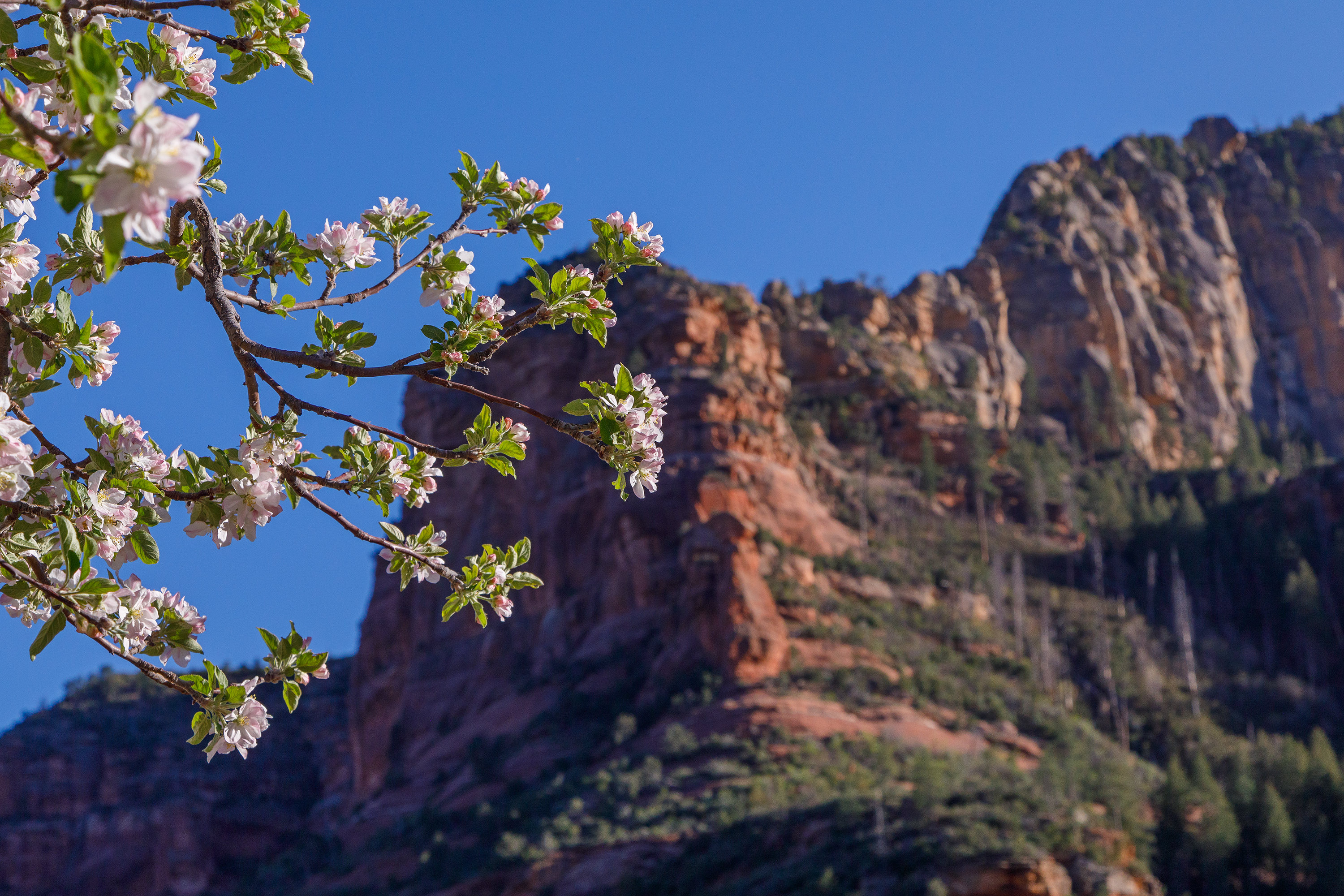 Apple tree blossoms in the foreground of the stunning red rock mountain at Slide Rock State Park