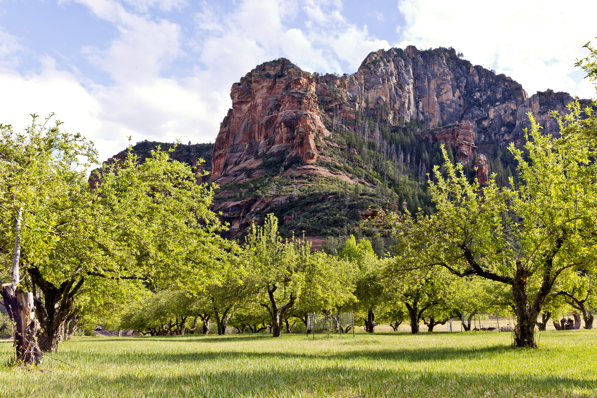 Apple orchard with mountain in the background