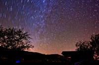 A starry sky with shadows of trees in the foreground.