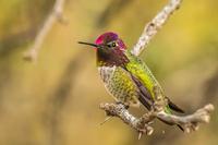 Hummingbird with Yellowish-green body and red head