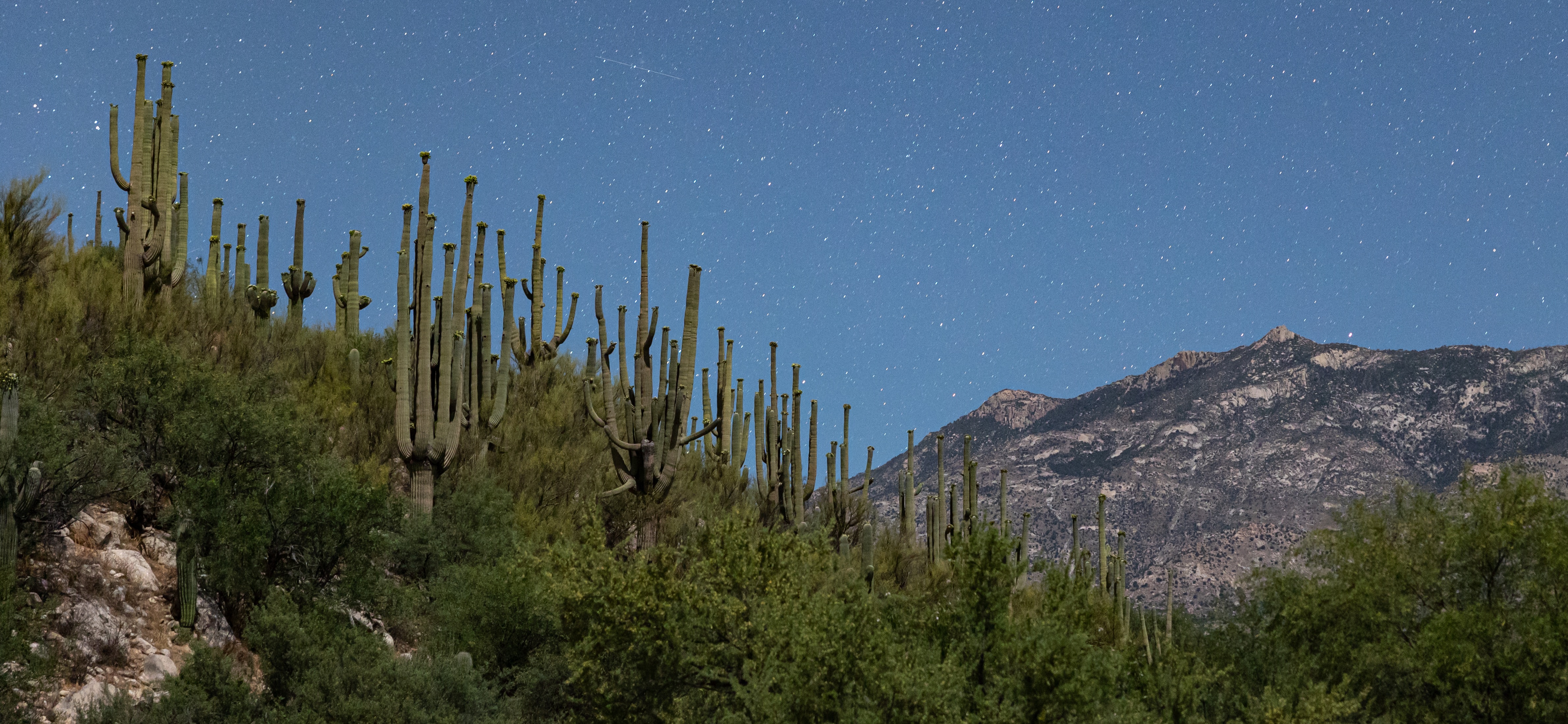 A view of saguaros lining the hillside at Catalina State Park