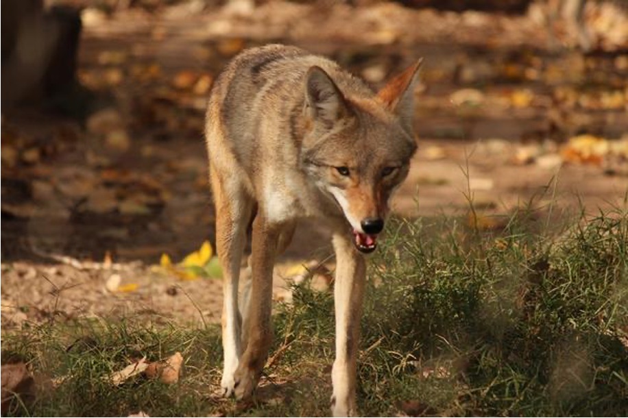 A coyote strolls through the park