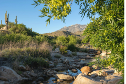 Rocky creek in desert setting