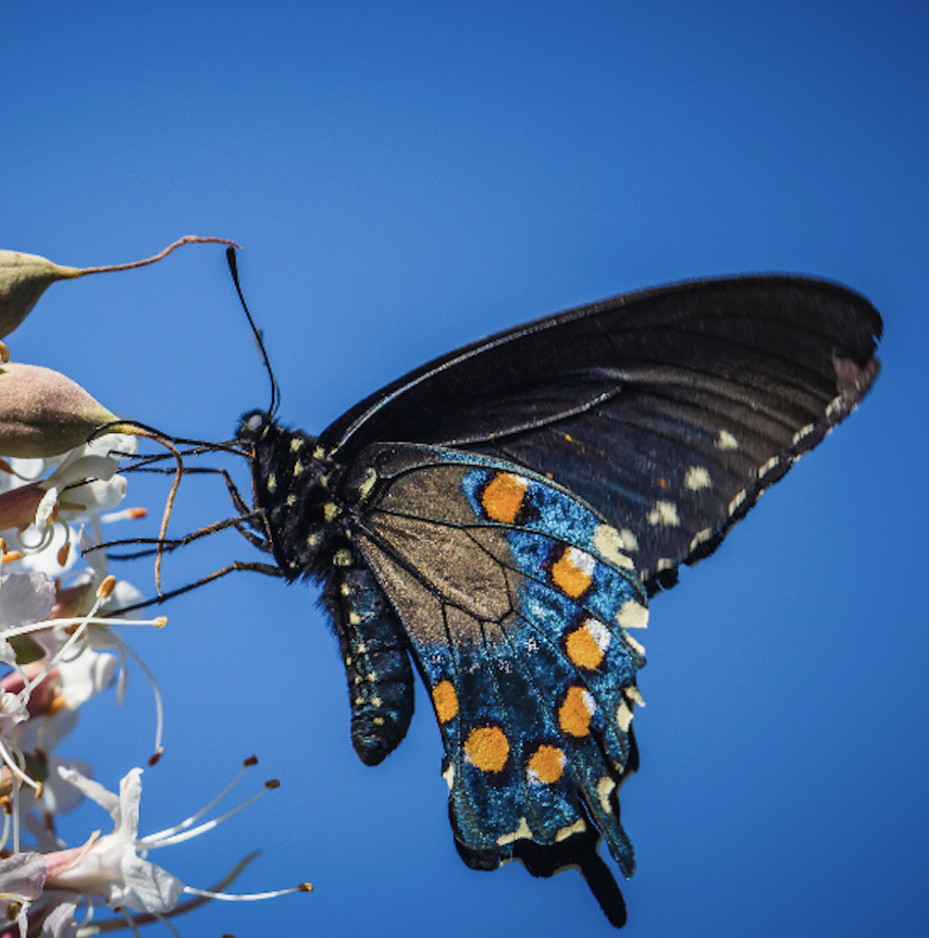 A pipevine swallowtail at Lost Dutchman State Park